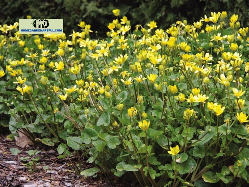 Ground Cover With Yellow Flowers