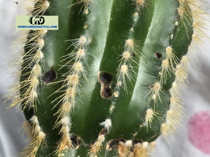 Black Spots on Cactus Plants: What Causes Them and How to Treat Them