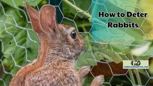 How to Deter Rabbits from Your Garden: Protecting Your Oasis