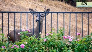 How to Keep Deer Out of Your Garden: Fishing Line as an Effective Deterrent