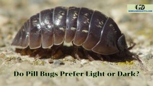 Do Pill Bugs Prefer Light or Dark? Unveiling the Secrets of Armadillidium Vulgare