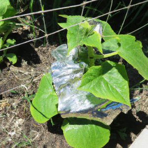 Cucumber Aluminum Garden Pests