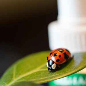 Does Insecticidal Soap Kill Ladybugs