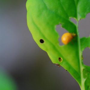 Garden Pests In Florida