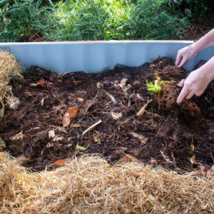 How To Fill Raised Garden Beds Cheap
