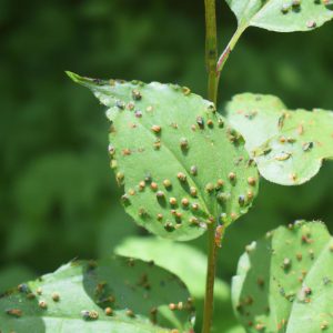 Plant Pests Black Dots