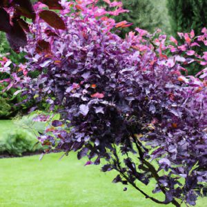 Small Garden Tree With Purple Leaves