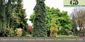 Expert Guide to Weeping White Spruce Care | Ultimate Tips