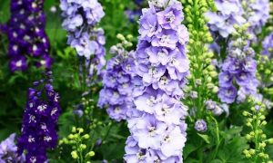 Purple Annual Flowers: Adding Vibrance and Elegance to Your Garden