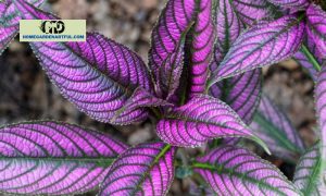 Purple Indoor Plants: Adding a Touch of Elegance and Serenity to Your Indoor Space