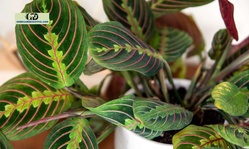 The Enchanting Prayer Plant Flower: A Delight for Gardeners and Plant Enthusiasts