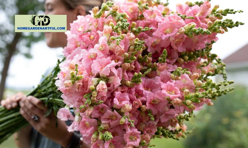 Pink Snapdragon Flower Full Care Guide
