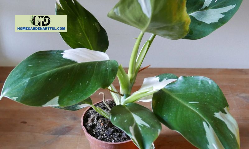 Philodendron White Knight Care Guide- 9 Factors You Should Consider