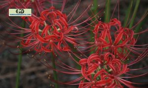Spider Lily Meaning In Asian Explained
