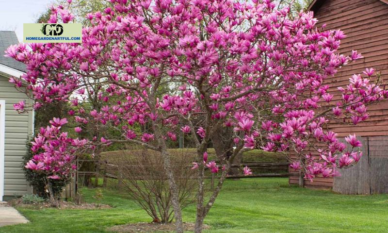 How to Plant Pink Magnolia Tree Correctly