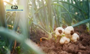 7 Main Garlic Growing Stages