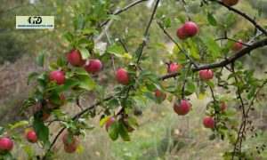 Wild Twist Apple: Why You Should Get It In Your Garden?
