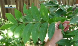 Pecan Tree Leaves: Is Juglone Hamful To The Plants?