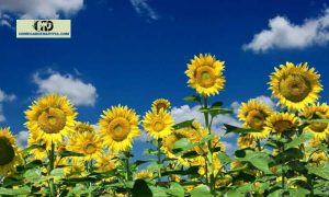 8 Crucial Sunflower Growth Stages