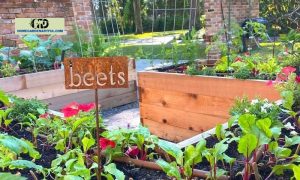 Best 9 Beets Companion Plants