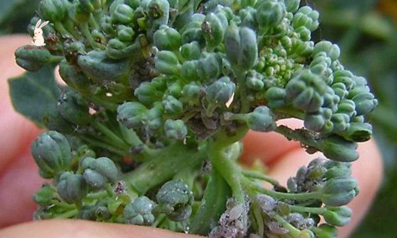 Bugs In Broccoli: Here’s What To Do