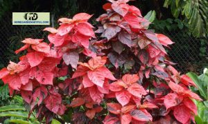 Copper Leaf Plant: 5 Things You Should Know To Care This Plant Better