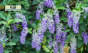 Purple Flower Vine: 5 Gorgous Purple-blooming Vines For Your Garden