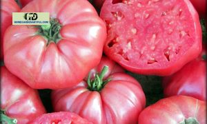 Pink Brandywine Tomato: A Flavorful Delight for Tomato Enthusiasts