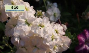 White Stock Flower: 4 Tips To Care Your Plants Better