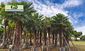 Palm Tree Roots: Things You Should Know