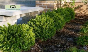 Green Gem Boxwood: 7 Steps To Take Care Well Of Your Plants