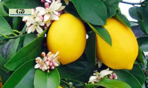 Lemon Tree Flowers: The Fragrant Essence of a Bountiful Harvest