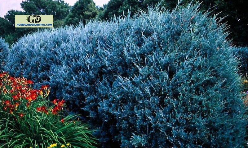 Wichita Blue Juniper: Full Care Guide For Your Plants