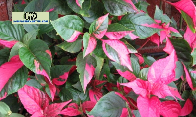 Alternanthera Party Time: A Vibrant Addition to Your Garden