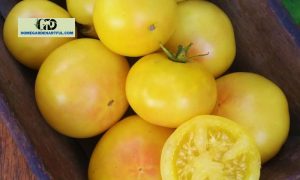 Lemon Boy Tomato: How To Plant It Properly?