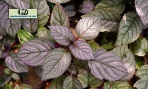 Purple Waffle Plant: 7 Detailed Steps To Take Care This Plant