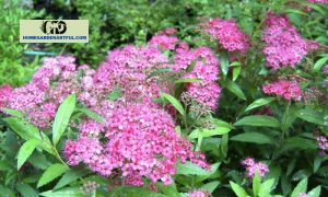 Magic Carpet Spirea: Everything You Should Know