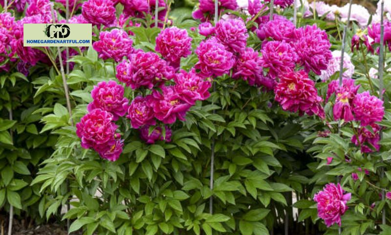 Karl Rosenfield Peony: How To Plant It In Your Garden
