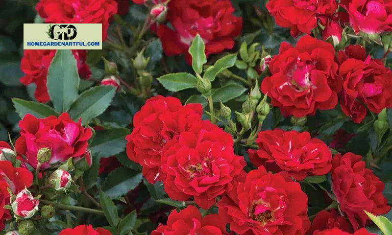 Red Drift Rose: How to Grow and Take Care of This Plant