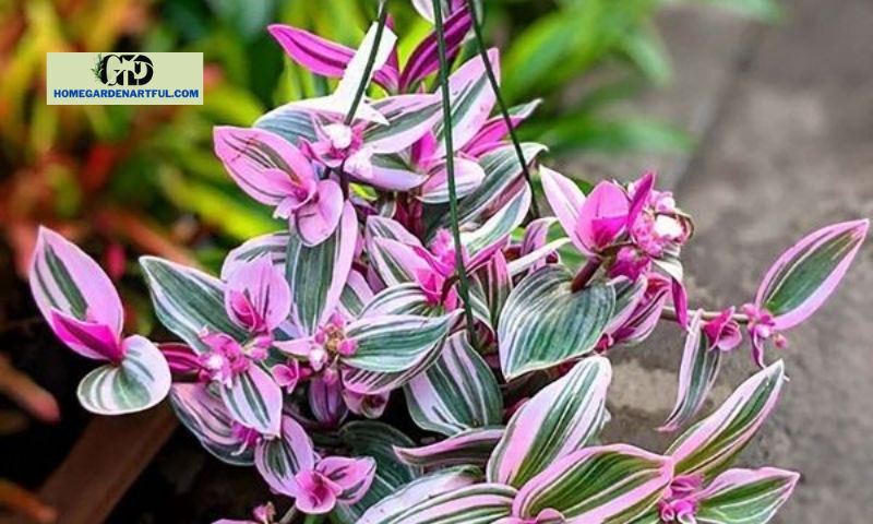 Pink Wandering Jew: Adding Vibrancy to Your Garden and Home Décor