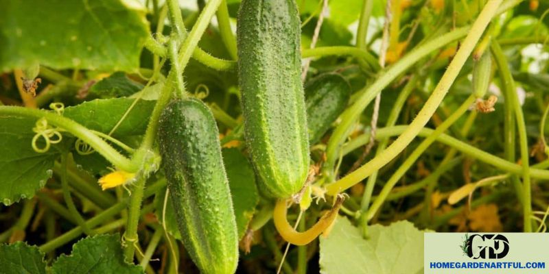 Why Are My Cucumbers Yellowing? Find Out Now!