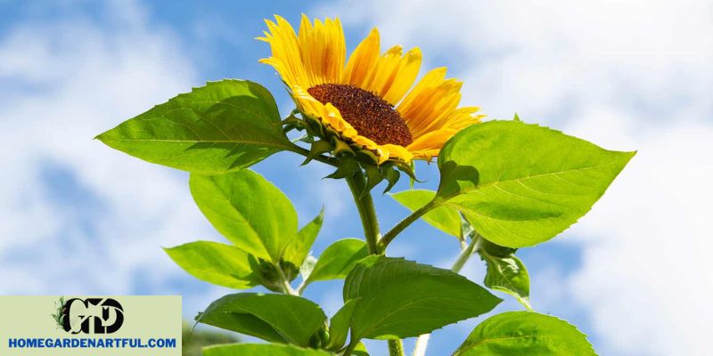 Grow Your Own Russian Mammoth Sunflower at Home!