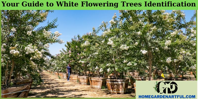 Your Guide to White Flowering Trees Identification