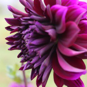 Purple Dahlia Flower