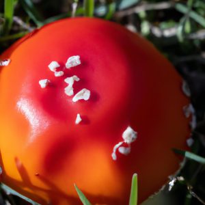 Red Mushroom Identification