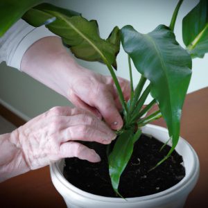 Repotting Peace Lily