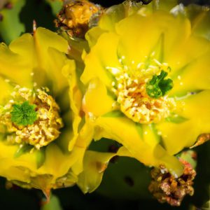Yellow Flowering Cactus