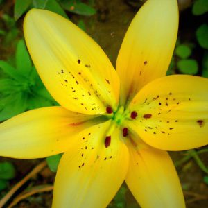 Yellow Lily Flower