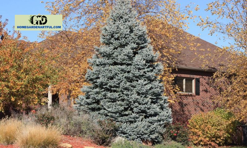 Fat Albert Spruce: Adding Majestic Beauty to Your Landscape
