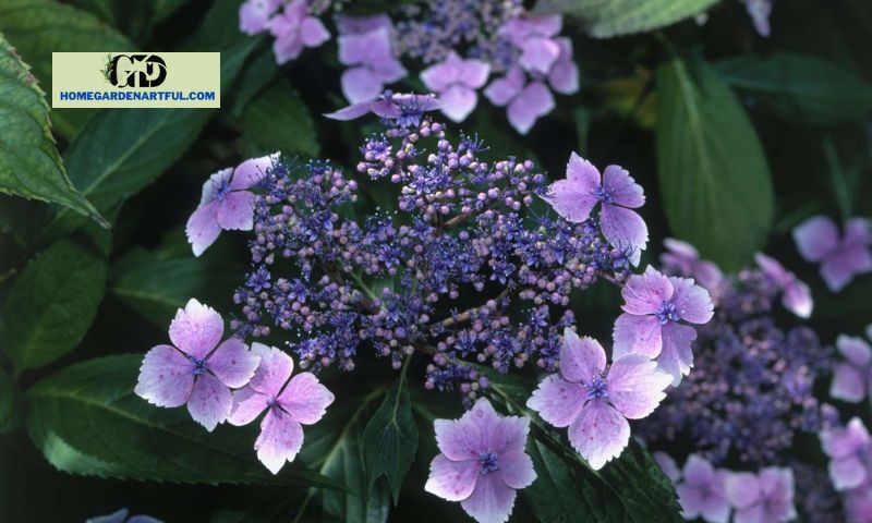 Tuff Stuff Hydrangea: How To Take Care Well Of This Plant